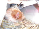 DSCF8897
