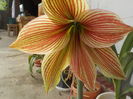 exotic star
