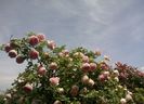 IMG_20160601_114709-1