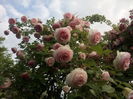IMG_20160603_064805