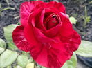 Red Intuition