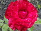 Red Intuition