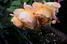 IMG_20160618_072147
