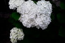Hortensie