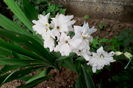 Delphinium