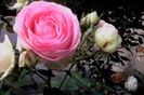 IMG_20160618_070330