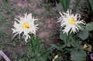 Margarete crete