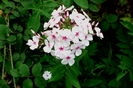 Phlox