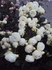 DSC03191