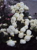 DSC03192