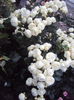 DSC03197