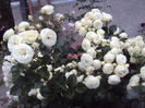 DSC03198