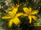 asiatic galben