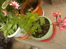 DSCN0193[1]