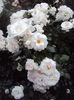 DSC03028