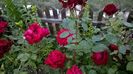 WP_20160617_20_59_12_Pro