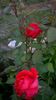 WP_20160617_20_59_59_Pro