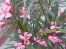 DSCN0213[1]