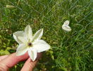 clematis Maria Cornelia