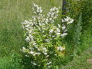 deutzia Codsall Pink