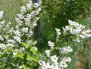 deutzia Codsall Pink