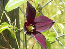 clematis Mikelite