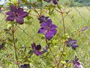 clematis Negritjanka