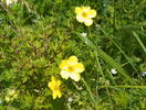 potentilla Goldfinger