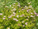 spiraea Little Princess
