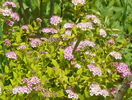 spiraea Little Princess