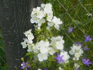 philadelphus Innocence