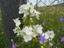 philadelphus Innocence
