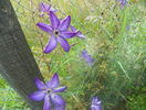 clematis Venosa Violacea
