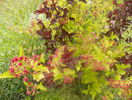 physocarpus Diabolo