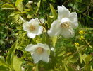 philadelphus Belle Etoile