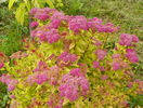 spiraea Magic Carpet