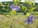 clematis Prince Charles