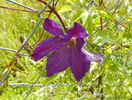clematis Solina