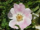 Pink Bassino