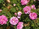 Ispahan