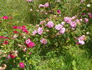 Ispahan si Elmshorn