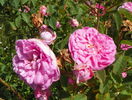 Ispahan