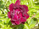 Burgundy Ice