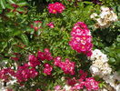 Maria Lisa si Perennial Blush