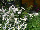 Perennial Blush