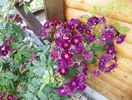 Violette