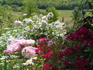 Red Ballerina, Bonica si Perennial Blush