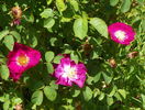 Violacea