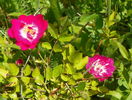 Super Excelsa