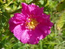 rosa damascena